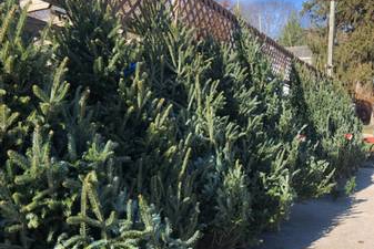Need a Live Cut Christmas Tree? Try Stevenson Road Greenhouse in Erlanger…
