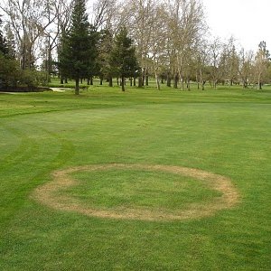 Fairy Rings