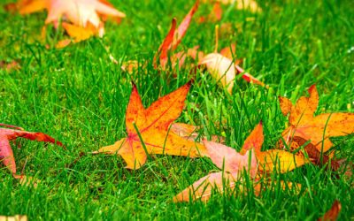 A Fall Checklist For Lawn Care and Landscaping…