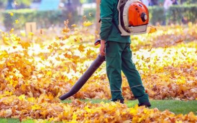 Fall Leaf Cleanup: Tips and Tricks for a Beautiful Lawn…