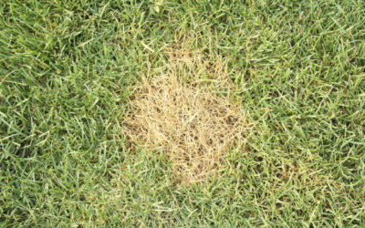 How To Handle Lawn Disease Like Yellow Patch…