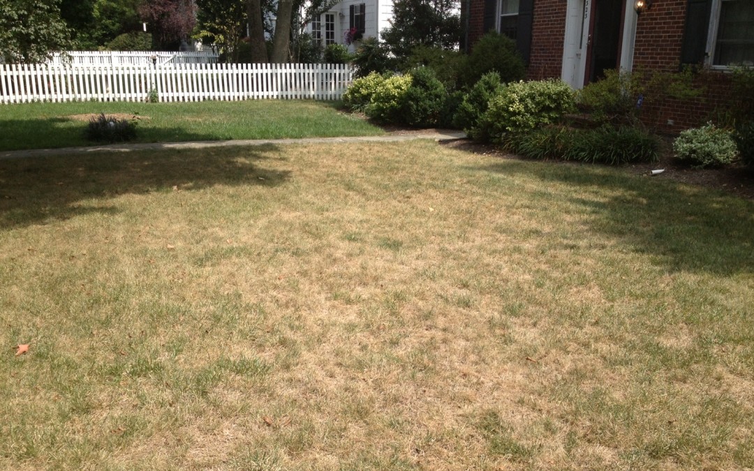 Lawncare Tips – How to Manage Your Lawn After a Drought