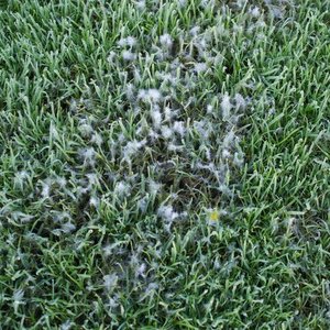 Pythium Blight