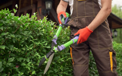 The Ultimate Guide to Trimming Shrubs…